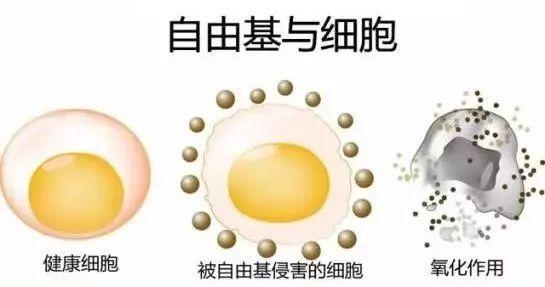人类衰老和死亡的元凶——自由基