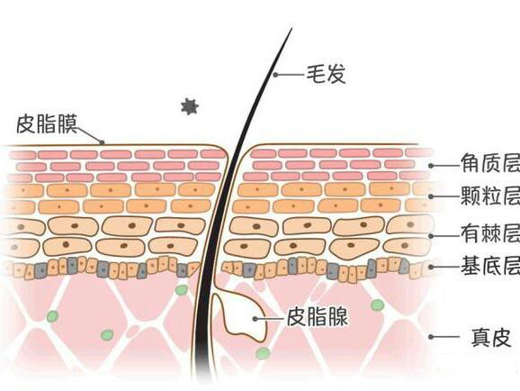 但是很多人都不知道,所謂的皮膚屏障受損到底是什麼意思?